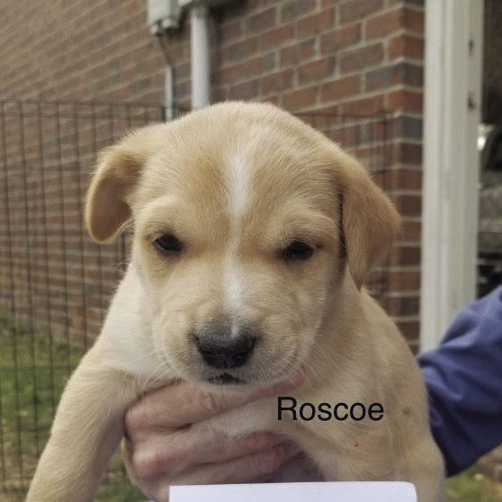 Roscoe